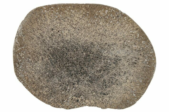 Polished Iguanodon Bone - Isle Of Wight #210347